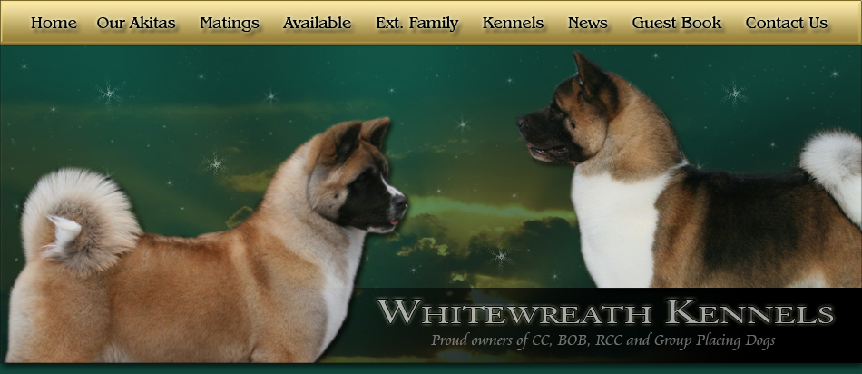 Akita Breeder UK - Whitewreath Kennels.