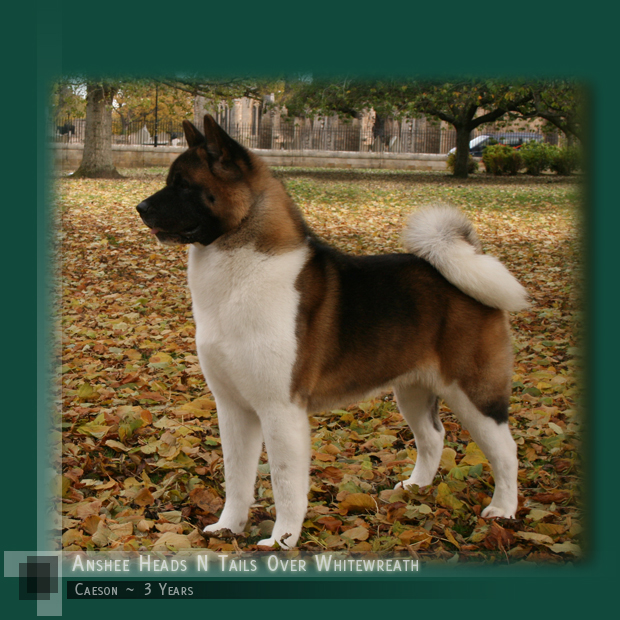 Caeson at 3 Years