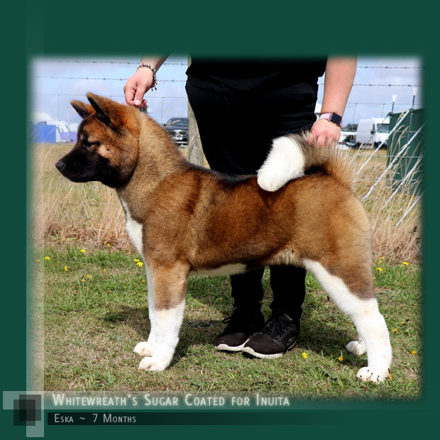 Akita Breeders UK :: Whitewreath Kennels