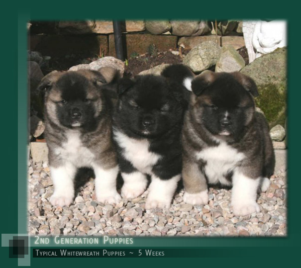 2nd Generation Whitewreath Puppies