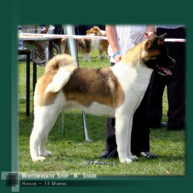 Akita Breeders UK :: Whitewreath Kennels