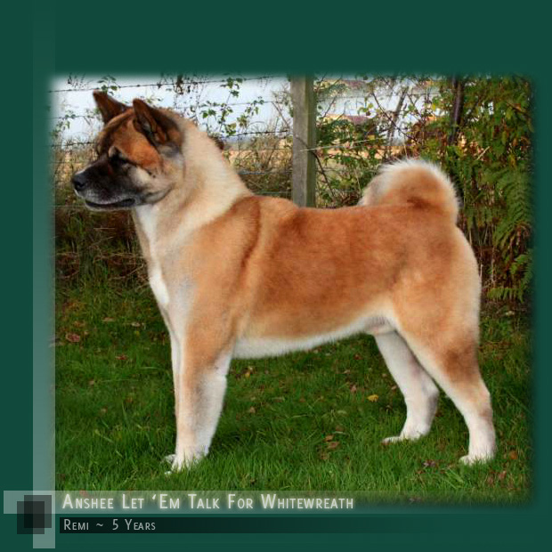 Akita Breeders In Langley Bc Akita Dogs And Breeders In Canada