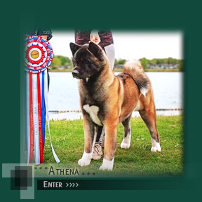 Click to enter Athena's Page