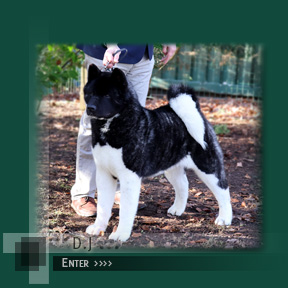 Click to enter D.J's Page